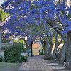 Thursday 23 October 2008 - I know I promised not to post any more Jacaranda trees - but this one is for Boobaby !!