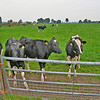 Morning walk around Midwoud : Day Fourteen and Judy and I take an early morning walk around Midwoud - I love this small country village, so much to see as it is so different to where we live.