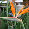 HippyfromOz > Monday 11 February 2008 - These flowers are just outside my office - we call them Birds of Paradise - I believe they originate in South Africa.  They're quite an unusual shape for a flower - I think they have rather a proud, regal aura about them.