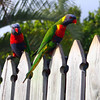 HippyfromOz > Saturday 16th February 2008 - Rainbow Lorrikeets on my side fence - I like how the little guy on the left has his feet perched on two fence pailings.  Sorry no time to grab my zoom - this is the closest I could get to them before they flew off.
These colourful birds are common along the entire Eastern seaboard from the top of Cape York round to Adelaide.