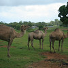 HippyfromOz > Sunday 17 February 2008 - Something different today - I was driving at Redland Bay when I spotted a camel paddock - not a common sight around here.  Unfortunately camels aren't in the habit of posing for the camera.  I fiddled with Photoshop filter - drybrush - I actually like the effect - hope you do too.
I found out more about these camels - the owner takes them to shows and hires them out for rides.