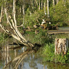 HippyfromOz > Wednesday 20 February 2008 - Cleveland Black Swamp Wetlands at 6.45am this morning (on my way to work).   The birds you can barely see are Sacred Ibis or Australian White Ibis.
