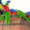 HippyfromOz > Thursday 21 February 2008 - Revisiting the Rainbow Lorrikeets - hope you don't mind.  My neighbour put out a plate of seed for them early this morning - I was lucky enough to capture this before I left for work.  Bossy boots (third from right) was squarking and pecking at the bird which you can see flying away - I love the colours in his underwing.