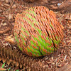 HippyfromOz > Wednesday 27 February 2008 - There is a cluster of Bunya Trees at Ormiston near where I live.  This Bunya Nut was lying on the ground under one of the trees.
Bunya harvest was a time of feasting and ceremonies for Aboriginal tribes.
  They headed for the Bunya mountains where each tribe had ownership of particular trees. The tribes gathered in designated meeting places and any hostilities were suspended. Fruit was gathered and taken home.  The fruit was eaten raw, roasted, or pounded to flour to make a kind of bread.