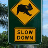 HippyfromOz > Friday 29 February 2008 - Road sign in our area - I think it says it all.
We did have large tracts of koala habitat in the Redlands area, unfortunately the population explosion in South-east Queensland means these little guys have fewer trees in which to live.