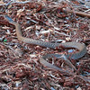 HippyfromOz > Wednesday 5 March 2008 - Cheating today - on account of being totally exhausted - and it's only Wednesday.  This is the snake that my daughter nearly stepped on, it still horrifies me to remember that day - her foot was right above the snakes head when she saw it. It was difficult to see in its environment. To this day I don't know how she managed to sidestep this snake - it happened so fast.  I managed to get this shot as it slithered away.
The eastern brown snake is the species responsible for most deaths caused by snakebite in Australia, although, with the advent of efficient first-aid treatment and antivenom, there are now usually only one or two deaths per year.