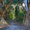 HippyfromOz > Friday 7 March 2008 - My afternoon walk at Point Talburpin (Torquay Road East) - I think I should have had the camera down lower - next time.  I think it's some sort of Pandanus tree/palm - somebody please correct me if I'm wrong.
