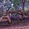 HippyfromOz > Tuesday 11 March 2008 - Mangroves, for some strange reason I can see beauty in them.  Taken near CJ Walter Park.
Thank you everybody for your support and encouragement - I guess I thought my waterfront photos were mundane cause I see it practically every day.  I never tire of viewing your photos whatever they may be cause it is all new to me.