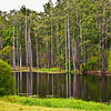 HippyfromOz > Thursday 13 March 2008 - I drive past Tingalpa Creek on my way to work - today I stopped - this is the only one that didn't have a rain splot on my lens.