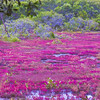 HippyfromOz > Wednesday 19 March 2008 - I don't know what this is, it's not even a good photo but I am fascinated as to what it might be.  I drove past the mangroves by Epraprah Creek the other day and I saw this brilliant pink glistening in the sunshine.  Today I went back with the camera - no sun today though.  I imagine it's some sort of sedge ??
