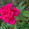 HippyfromOz > Thursday 20 March 2008 - Taken in my garden after a shower of rain.  Plants have to be hardy to grow in my garden, I really have no idea - have roses and rosemary in the same garden.