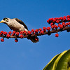 HippyfromOz > Friday 21 March 2008 - Noisy Miner on Umbrella Tree flower stalk.  Umbrella trees are rather profilic around here and Noisy Miners are a pain in the butt - very noisy and aggressive birds.  He was chasing the Rainbow Lorrikeets off the branches.  They eat insects and honey.