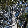 HippyfromOz > Monday 31 March 2008 - I didn't go to work today - so hard up for a DP.  I think this is a silver gum tree - it lives next door - all I had to do is lean over the fence and look up - it's a magnificent tree but not suitable for a suburban back yard.