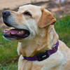 HippyfromOz > Saturday 22 March 2008 - Meet Beau - Golden Labrador - he is almost always at the beach with his friend Bonnie (Golden Retriever) when I go down there of an afternoon.  Both dogs are trained as "Therapy Dogs" and visit the aged homes in the area - their owner tells me the dogs are loved by the patients with Alzheimer's & Dementure disease.  Well done Beau - pity you wouldn't look at the camera for me.