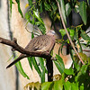 HippyfromOz > Sunday 23 March 2008 - Dove sitting high up in the gum tree next door - they sit on the TV antennae above my house and shite all over my roof - not impressed at all - Originally there were two around here and they nested in my pergola - there have been a lot more around since neighbour started feeding the lorrikeets.  These pesky birds also steal the dog's dry food.