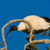 HippyfromOz > Thursday 10 April - Even though I haven't posted during the week, I have had a camera in my hands.  This is one I took down at the Cleveland Black Swamp Wetlands.  It's one of those pesky Australian Ibis - sorry I couldn't catch a spoonbill.