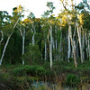 HippyfromOz > Wednesday 9 April 2008 - Early morning sun filters into the Black Swamp Wetlands at Cleveland.