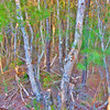 HippyfromOz > Friday 2 May 2008 - Sun filtering through scrub.