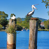 HippyfromOz > Saturday 3 May 2008 - Pelicans at Tumbulgum on Tweed River.
