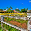HippyfromOz > Sunday 11 May 2008 - Flowers at the market garden ready for Mothers Day - Happy Mothers Day everyone !!