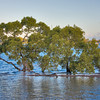 HippyfromOz > Monday 13 May 2008 - Mangroves at Point O'Halloran late in the afternoon - nice to see the water in and the boats floating.