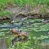 HippyfromOz > Tuesday 14 May 2008 - Ducks in the Hilliards Creek at Ormiston