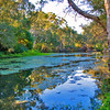 HippyfromOz > Tuesday 27 May 2008 - Hilliards Creek at Ormiston Recreation Reserve late afternoon - our days are getting shorter - sun has set by 5pm - winter is on our doorstep in 5 days time