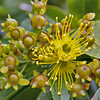 HippyfromOz > Friday 30 May 2008 - Rained heavily all day today - I have to go to the bank at Stones Corner for work a couple of days a week, have seen this tree before and admired it, today I happened to park right in front of it and you guessed it .......  
Unfortunately I have no idea what it is.  
There's no blue in this one so it's for TomL.