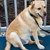 HippyfromOz > Beau has featured in my DP's before - I often meet him when I'm down by the waterfront at Victoria Point.  He's such a beautiful dog - more so because he visits the local old peoples home - they must be delighted with him too.