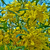 HippyfromOz > Sunday 29 Jun 2008 - Steve you're nearly right - not a willow but a wattle - my favourite flower, I've been waiting for it to bloom into flower - took this from my front yard, it actually lives next door.  Had to use my zoom lens and should have used a tripod cause I find it difficult to hold steady - I'll try again soon