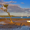 HippyfromOz > Thursday - 3 Jul 2008 - Lonely tree at Point O'Halloran - sorry if you guys are sick of boats but it's where I spend most of my time when I'm not working.  
I've been battling a bad bout of the flu since last Friday.  Feeling a lot better today and since I didn't go to work was able to get down to the waterfront a little earlier - therefore I had more light to play with (my last 2 DP's were taken in very low light).