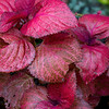 HippyfromOz > Saturday 5 July 2008 - In Mum's garden .......